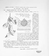 Septoria curvata image